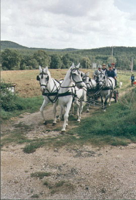 Agriturismo Le Lupinaie - Carovana in arrivo