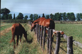 Agriturismo e Centro Equestre Le Lupinaie-cavalli