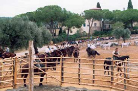 Butteri e cavalli