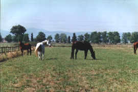 Agriturismo Le Lupinaie-cavalli al pascolo