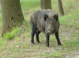 Agriturismo Le Lupinaie-caccia al cinghiale