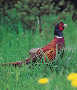 Agriturismo Le Lupinaie-caccia al fagiano