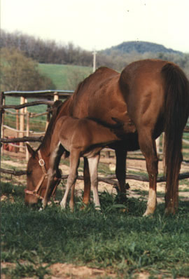 Agriturismo Le Lupinaie-allevamento quarter horses