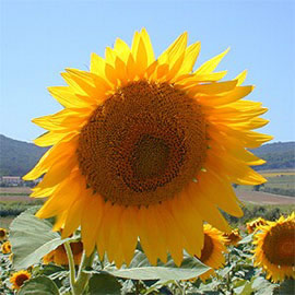 Agriturismo Le Lupinaie - attivit�