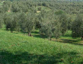 Agriturismo Le Lupinaie- L'uliveto