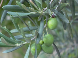 Agriturismo Le Lupinaie- raccolta olive