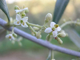 Agriturismo Le Lupinaie- Fiore ulivo