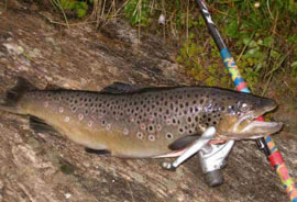 Agriturismo Le Lupinaie- Lago Pesca Sportiva Rumacchi