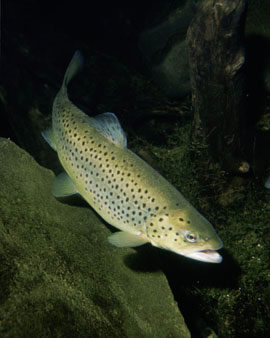 Agriturismo Le Lupinaie- Lago Pesca Sportiva Rumacchi