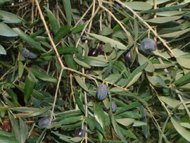 Agriturismo Le Lupinaie- olio extravergine d�oliva